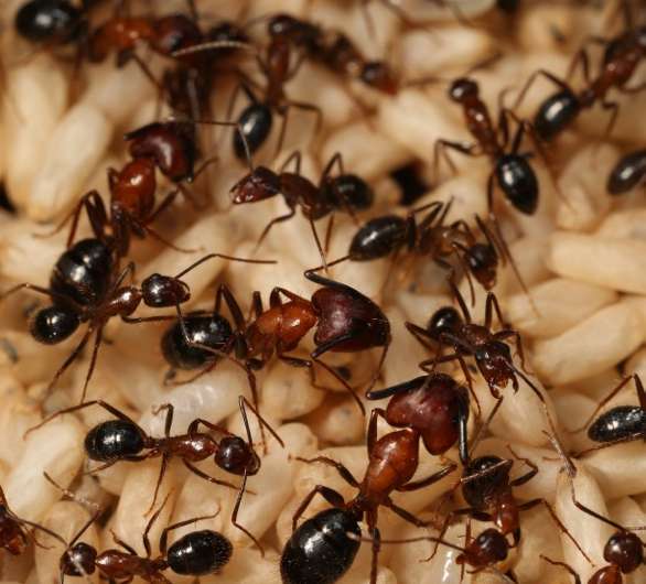 How do ants identify different members of their society?