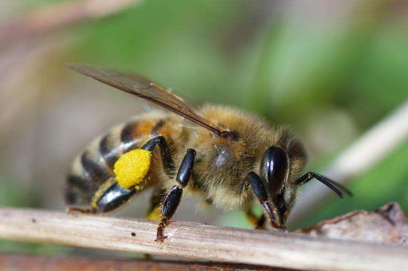 How does a honeybee queen avoid inbreeding in her colony?
