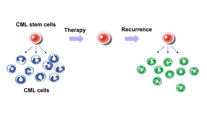 有害的慢性粒细胞性白血病干细胞如何获得他们的营养吗?