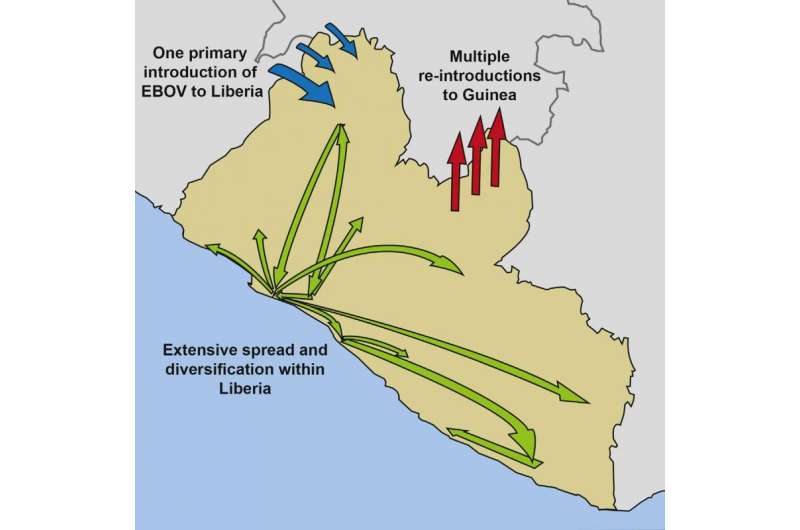 How Ebola spread in Western Africa, 2014-2015