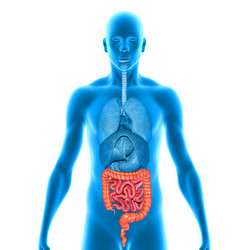 How gut health in obese patients can influence disease progression