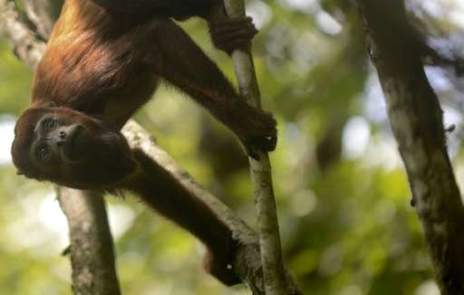 Howler is the biggest monkey of the Atlantic Forest after the spider monkey