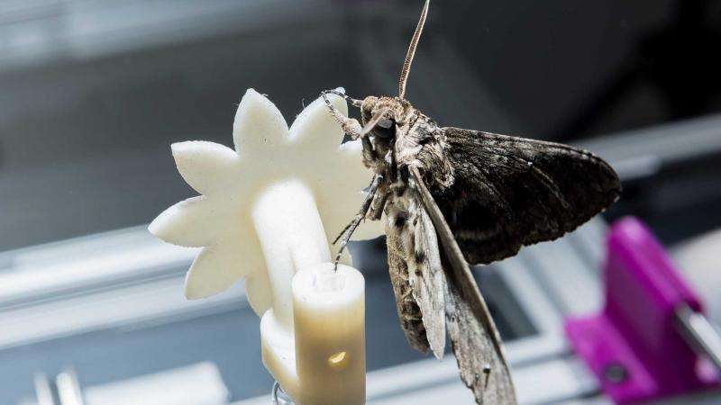 How moths integrate sensory and control information