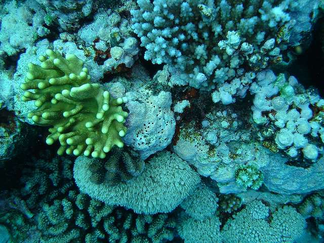 How much coral reef does the world have? A global perspective needed
