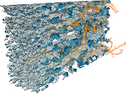 How particles and fluids are spread in porous materials