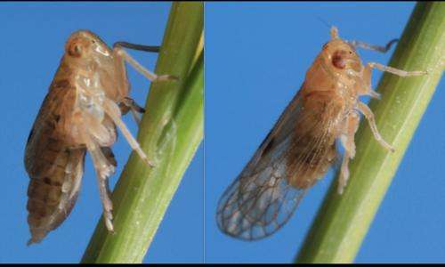 How planthoppers got their wings