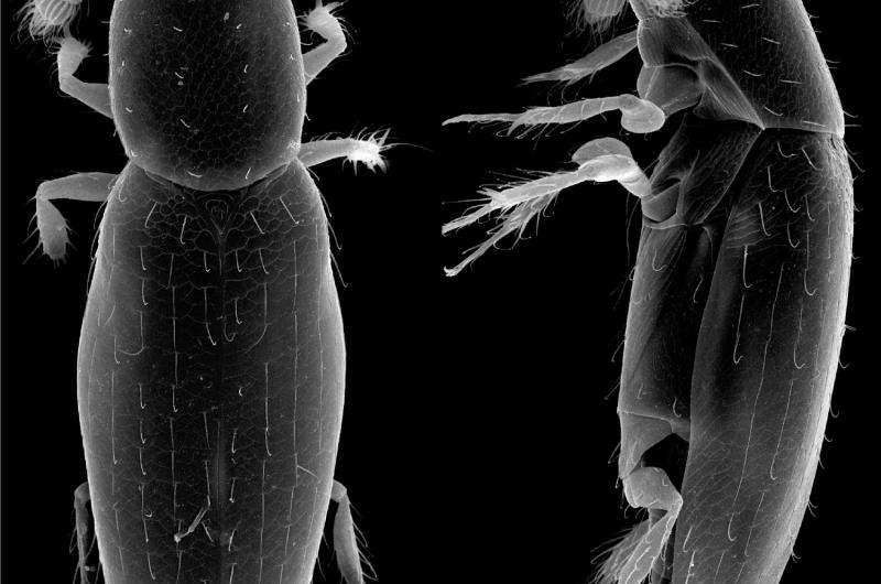 How small is the smallest? New record of the tiniest free-living insect provides precision