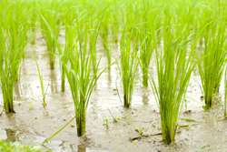 How space and sensory technology can boost rice production