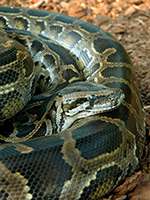 How the Burmese python grows and shrinks after it eats
