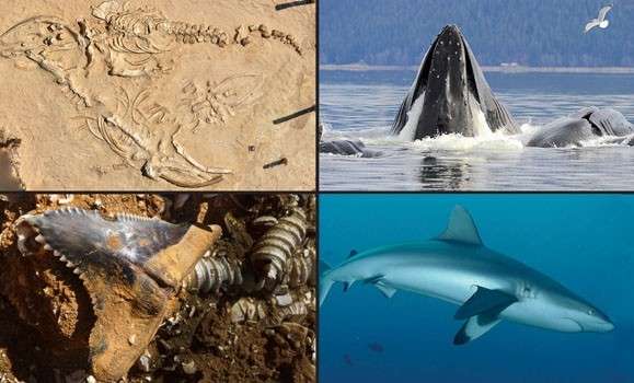 How the fossilized past can help predict our oceans' future