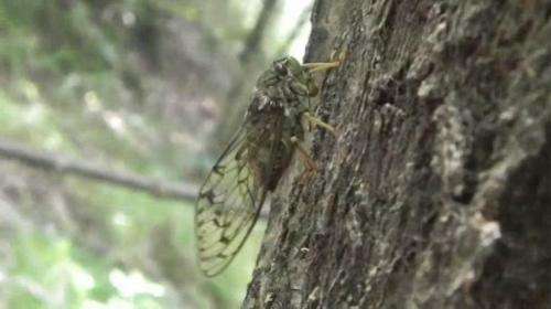 How the 'mute' cicada sings