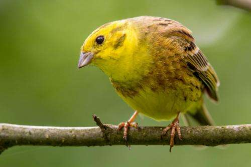 How the Yellowhammer became a Kiwi -- from hero to villain in 15 years