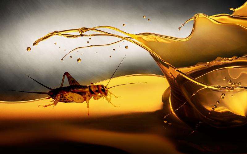 How to extract and benefit from insect oil?