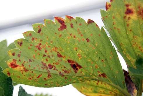 How to prevent the Xanthomonas bacterium from spreading