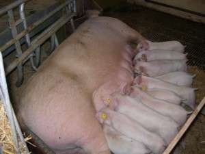 How to reduce piglet mortality with sows in loose-housed systems