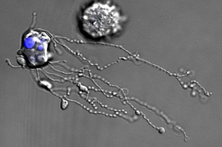 Human cell death captured for first time