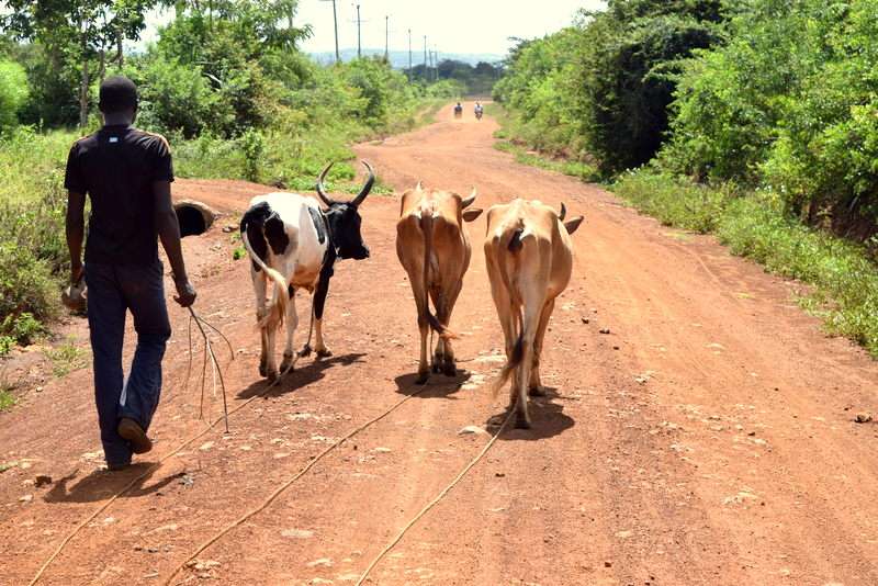 Humans, livestock in Kenya linked in sickness and in health