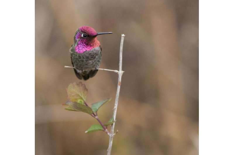 Hummingbirds rely on raw power, not physique, to outmaneuver rivals