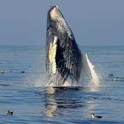 Humpback whales make a comeback in Australian waters