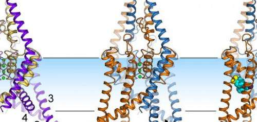 Hunting the ion channel