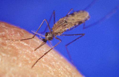 Hybrid 'super mosquito' resistant to insecticide-treated bed nets