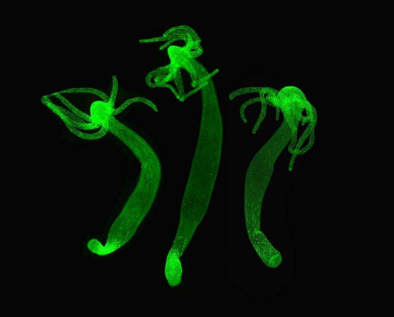 Hydra can modify its genetic program