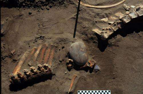 Ice age people hunted horse and camel 13,300 years ago
