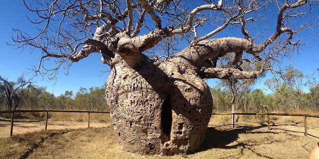 Iconic boab trees trace journeys of ancient Aboriginal people