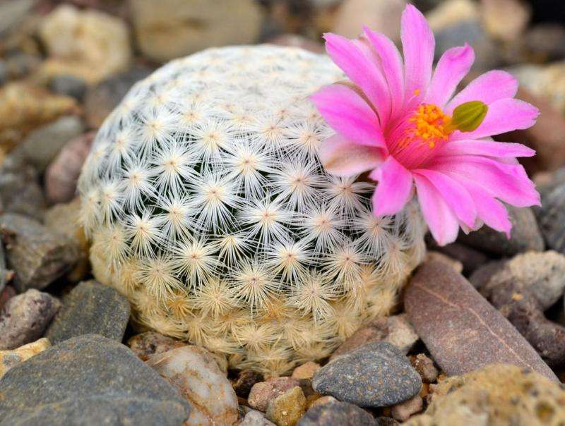 Illegal trade contributes to placing cacti among world's most threatened species