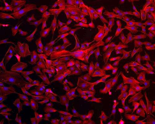 Image: Human endothelial cells experiment bound for ISS