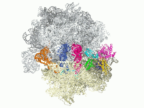 Image: Ribosomal motor crucial part of cellular protein factory