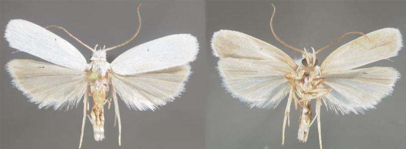 Immaculate white: New moth species preferring dry habitats is a rare case for Florida