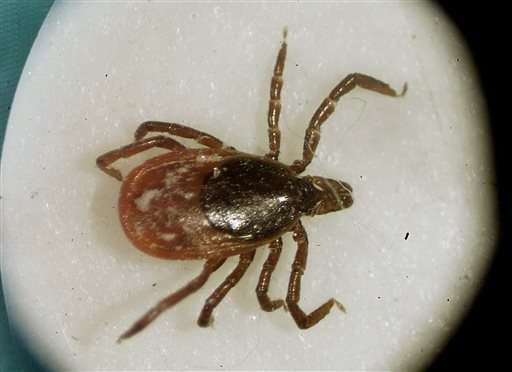 Imperfect test fuels alternative treatments for Lyme disease