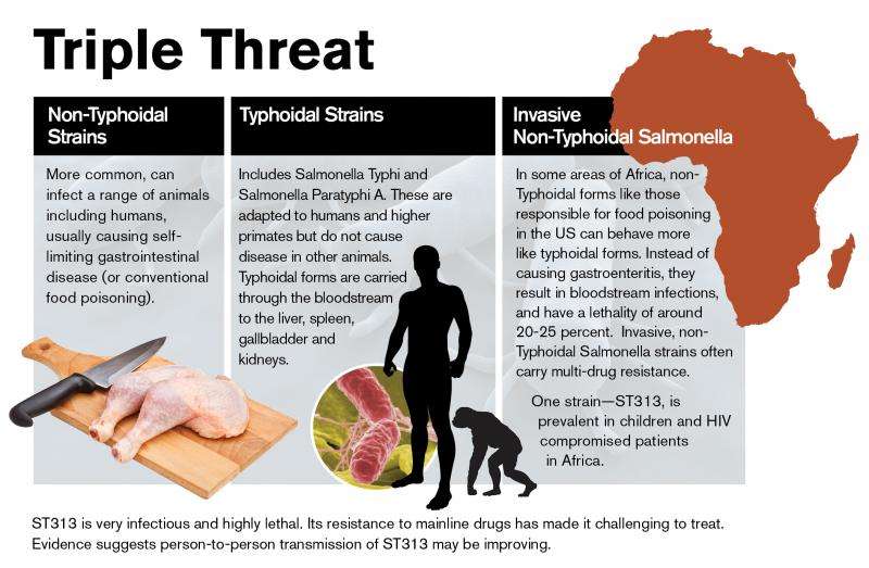 In Africa, a deadly salmonella strain takes hold