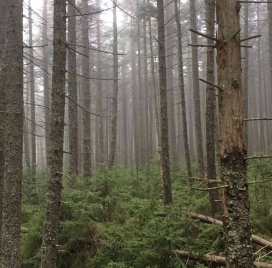 Increase in red spruce growth tied to the Clean Air Act
