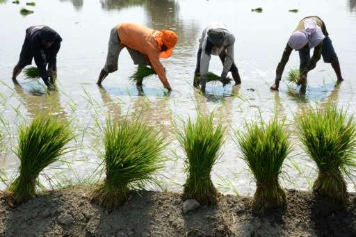 Indian labourers plant rice paddy cuttings in a field on the outskirts of Amritsar on June 16, 2015