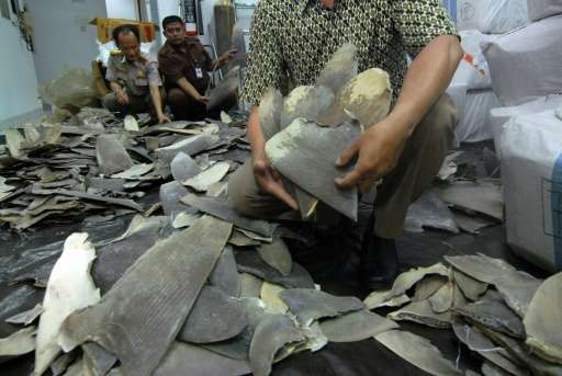 Indonesian customs and quarantine officers inspect some 3,000 shark fins seized at the Soekarno-Hatta International Airport near