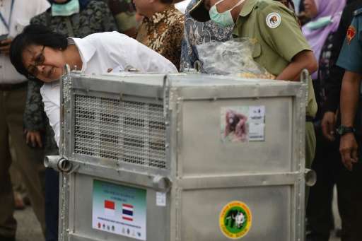 Indonesian Environment and Forestry Minister Siti Nurbaya Bakar in Jakarta inspects a container holding an orangutan sent back f