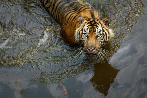 Indonesia's anti-drugs czar wants tigers and piranhas as prison guards