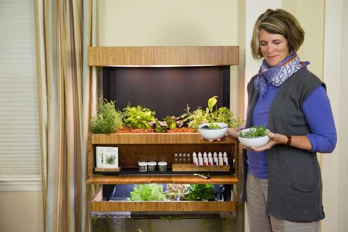 Indoor-grown veggie system is prepared for salad days