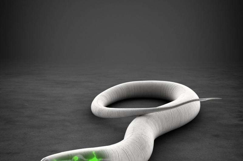 Infertile worms resist infection-induced neurodegeneration