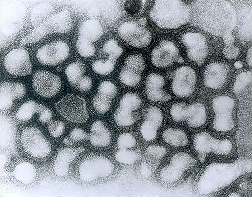 Influenza A viruses more likely to emerge in East Asia than North America