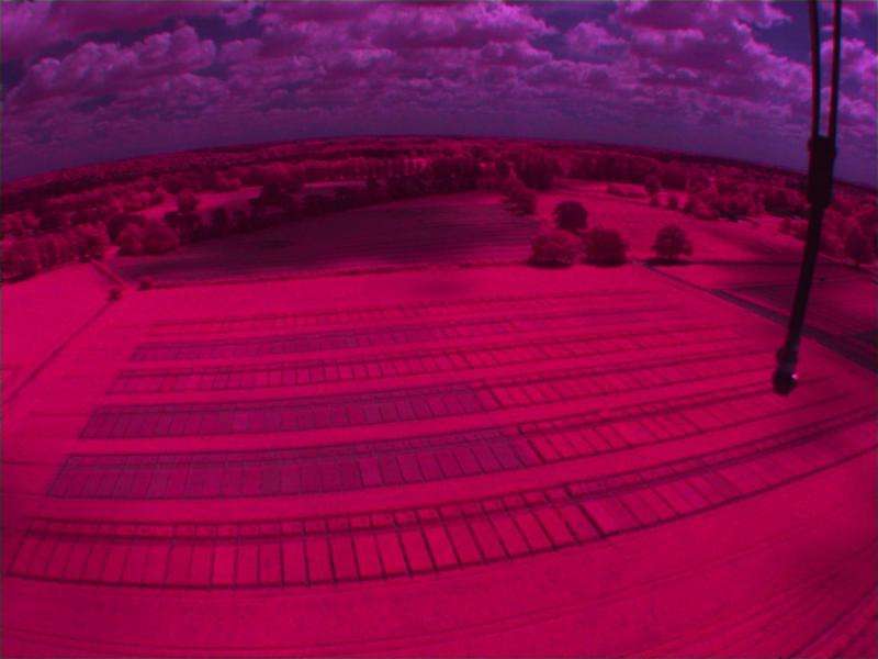 Infrared view of the field trial plots
