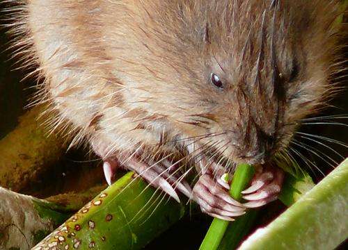 In Illinois, muskrats and minks harbor toxoplasmosis, a cat disease