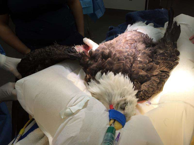 Injured bald eagle treated and successfully released into wild