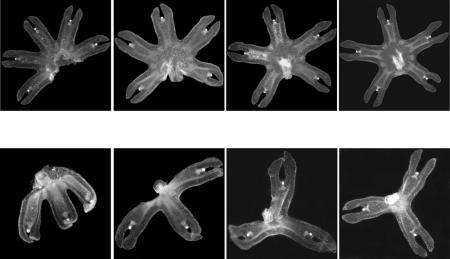 Injured jellyfish seek to regain symmetry