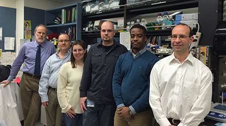 In lab research, SLU team halts NASH liver damage