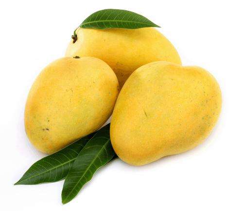 Innovative technology to keep mangoes in excellent condition