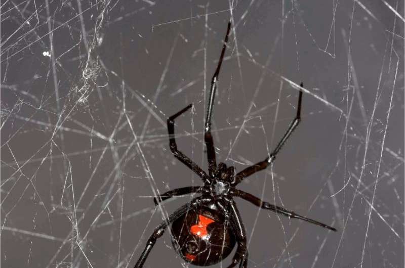 Insect DNA extracted, sequenced from black widow spider web