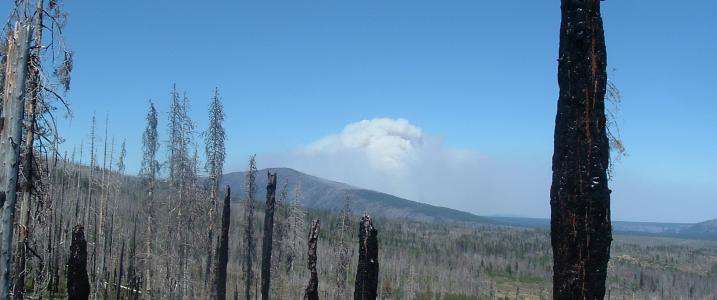 Insect-killed forests pose no additional likelihood of wildfire